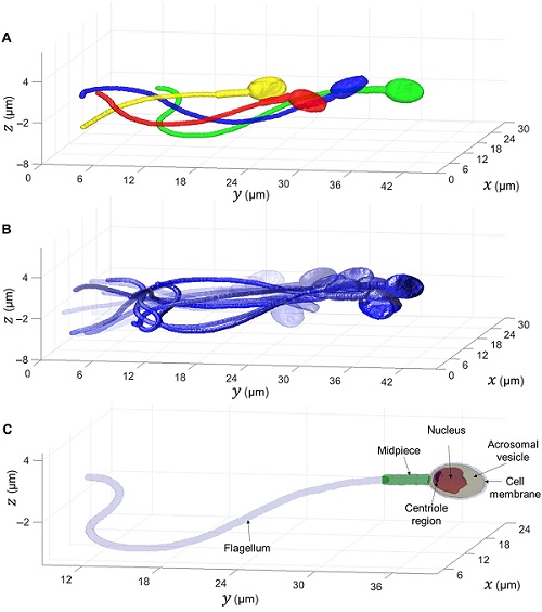 新技术准确呈现高速运动的精子细胞，有助体外受精