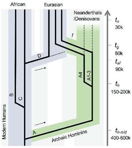 科学家阐明致癌人类乳头瘤病毒的进化奥秘
