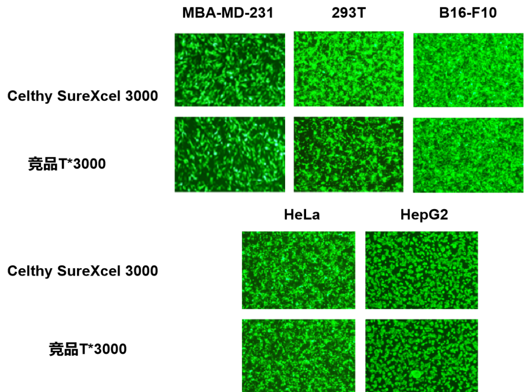 Celthy SureXcel 3000转染试剂——高效、温和、广谱的基因递送解决方案!
