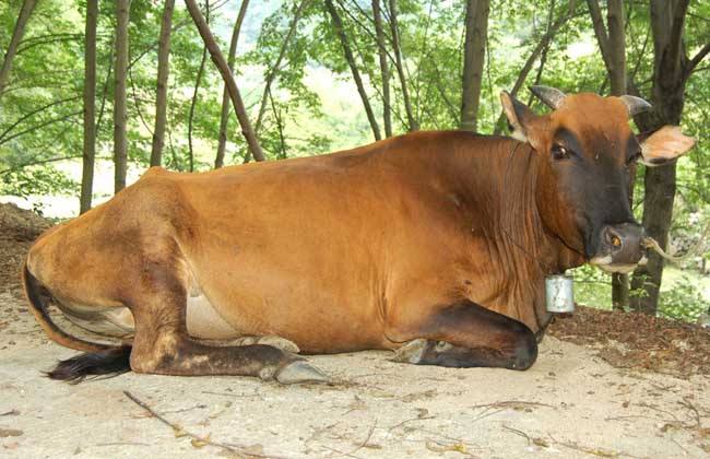 动物感染弯曲菌症状与防治