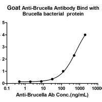 Brucella Goat pAb