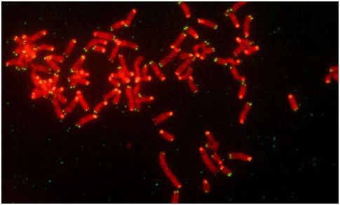 挑战常规！揭示一些乳腺癌和卵巢癌对PARP抑制剂产生耐药性的新机制