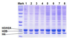 组蛋白提取试剂盒—EpiQuik Total Histone Extraction Kit