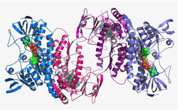 蛋白结构研究分析