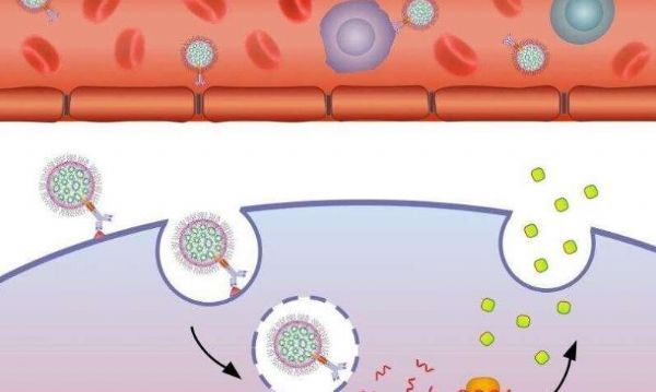 Nat Commun：新型mRNA脂质载体运输技术有望治疗癌症等一系列人类疾病