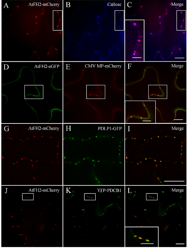 eLife：微丝骨架调控胞间物质运输的作用机制