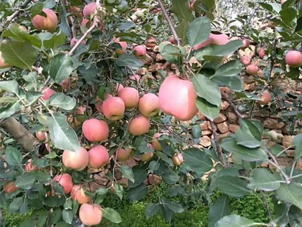 威正翔禹生物：爱在传递 牵手助销“爱心”苹果