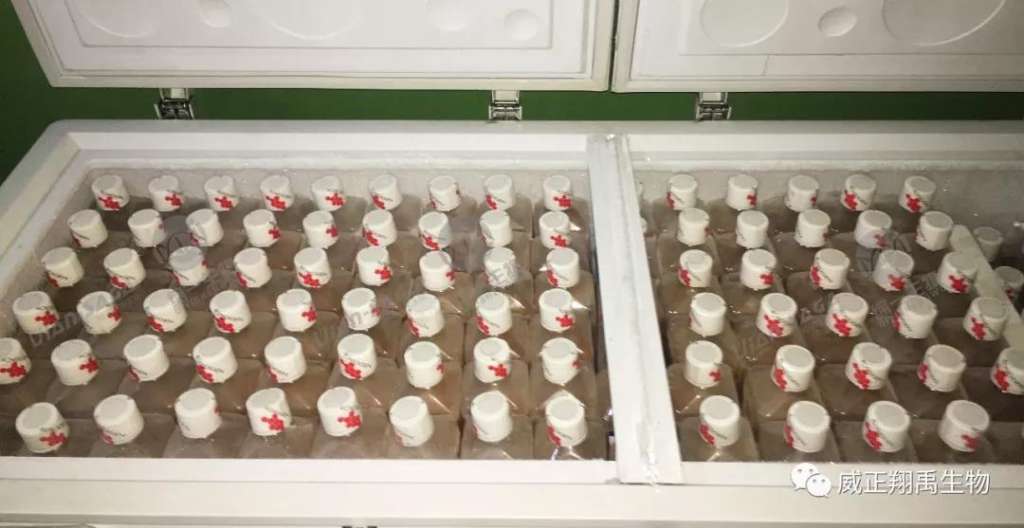 澳洲进口新生牛到货啦！