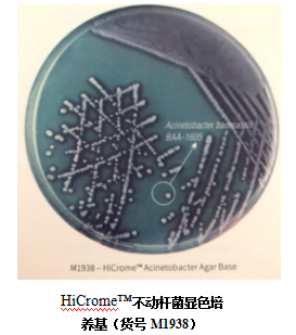 超级耐药菌不动杆菌的一种分离方法