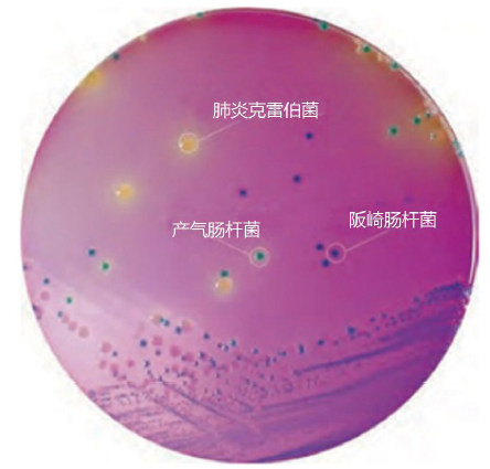 阪崎肠杆菌显色培养基