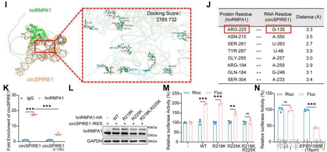 【circRNA翻译】 | 环状RNA编码新型蛋白，成前列腺癌治疗新靶点！
