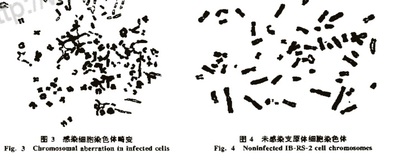从细胞遗传学角度看支原体污染的影响