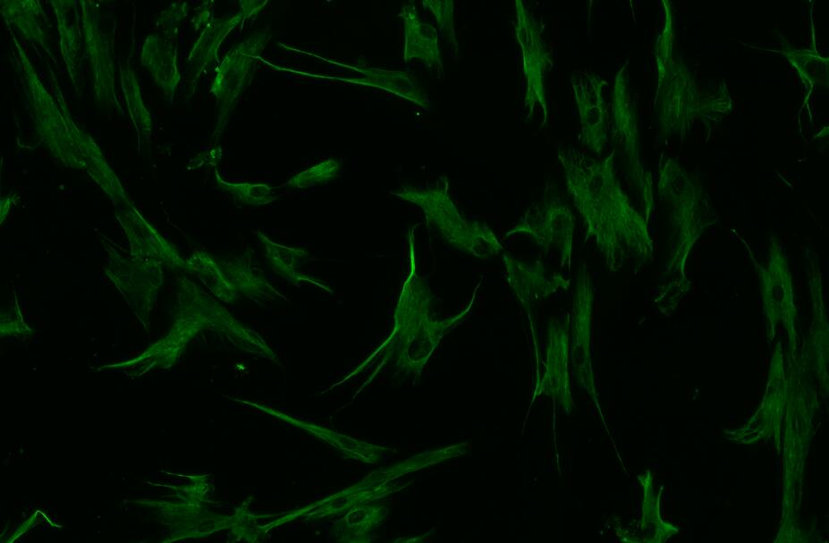 原代细胞免疫荧光鉴定步骤【赛百慷】