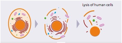 ELISA试剂盒细胞裂解方法