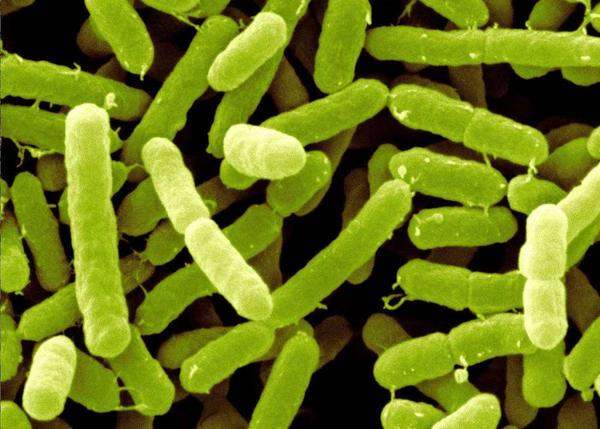 容易“袭击”婴儿的细菌——阪崎肠杆菌