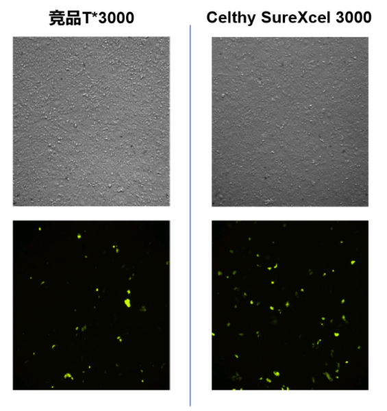Celthy SureXcel 3000转染试剂——高效、温和、广谱的基因递送解决方案!