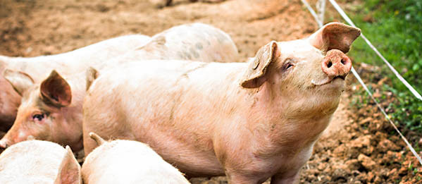 新型qPCR检测试剂盒，非洲猪瘟哪里逃