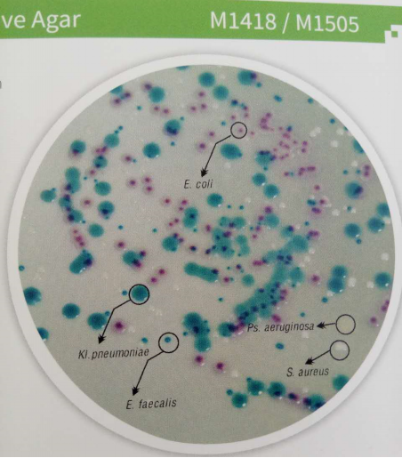尿道病原菌显色培养基