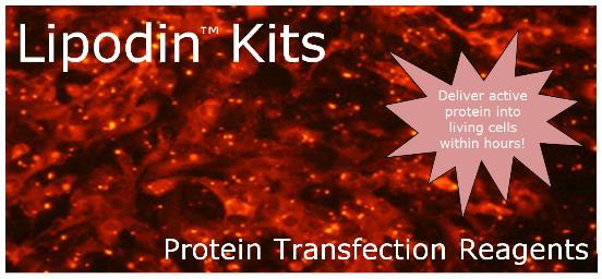专业抗体释放，蛋白质转染试剂盒-Lipodin Kits