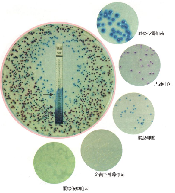 HiCrome™药敏显色培养基介绍