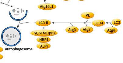 我的后半生——自噬