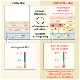 NLRP1基因突变导致过度激活的炎症和癌症易感性
