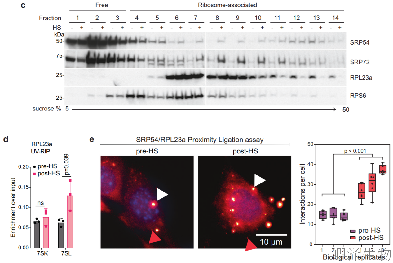 【热应激的翻译调控】 | 7SL RNA与信号识别颗粒（SRP）的双重身份大揭秘！