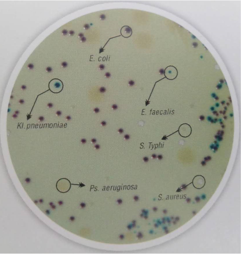 广谱鉴别显色培养基
