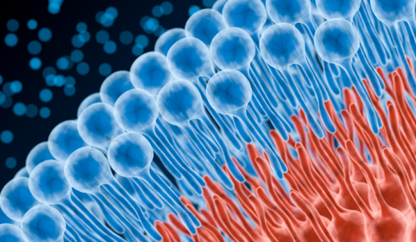 您不曾了解系列4：活细胞的脂类染色