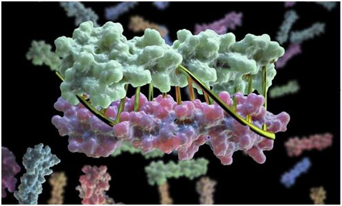 Nature：史无前例的突破！让蛋白像DNA那样精确配对形成双螺旋结构