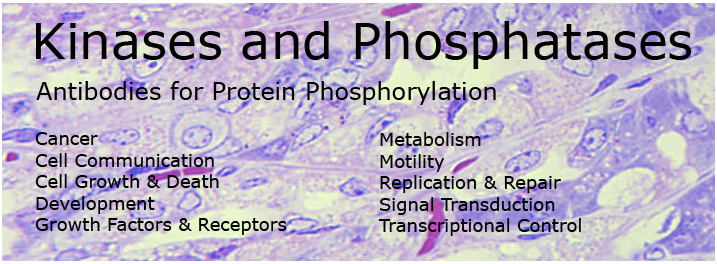 激酶和磷酸酶及抗体-ABBIOTEC抗体蛋白