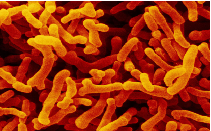 双歧杆菌——调节肠道的重要菌群（一）