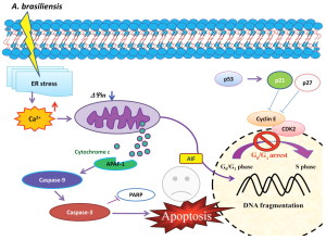 PARP活性分析试剂盒—细胞凋亡PARP研究工具