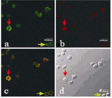 现货供应Annexin V-FITC/PI凋亡检测试剂盒，6折限时优惠
