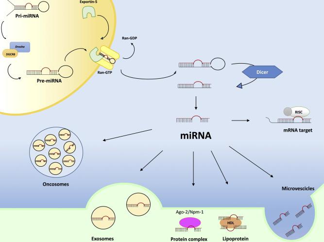 高效提取尿液microRNA方案:尿液microRNA提取纯化试剂盒