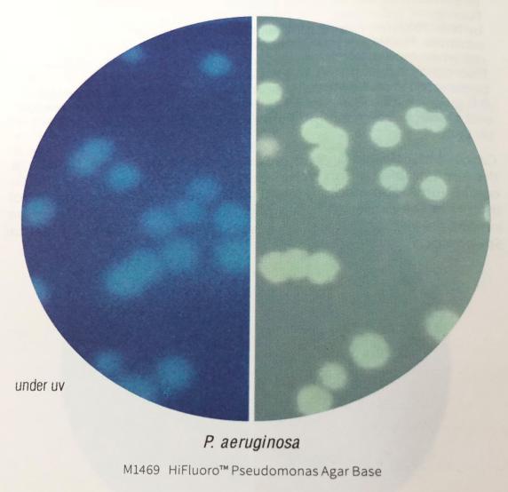 绿脓杆菌显色培养基——分离绿脓杆菌更省时