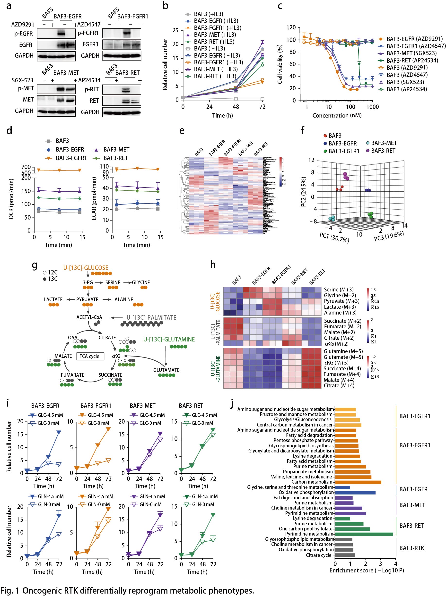 Nature Communications | 受体酪氨酸激酶驱动癌症的代谢弱点