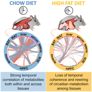 【前沿咨询】Cell：揭示出调节代谢的器官和组织之间存在着的通信网络系统