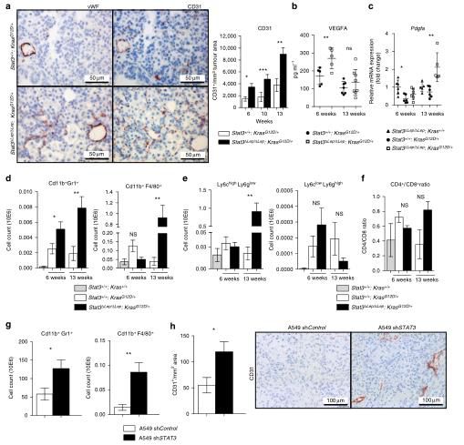 恶性肿瘤中与STAT3