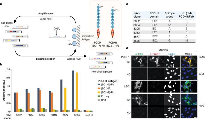 汉坦病毒肺综合征死亡率高达40%！新研究鉴定出汉坦病毒入侵宿主细胞所需的受体
