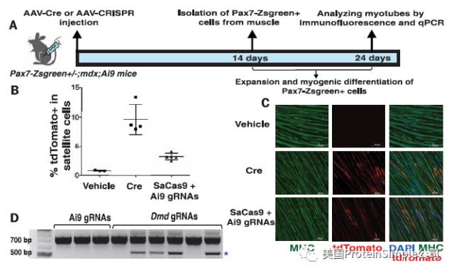 Wes Science基因编辑文章中的蛋白质定量检测技术