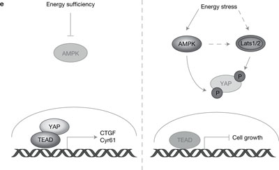 磷酸化抗体--专业精确检测磷酸化蛋白的好选择