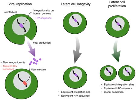在抗逆转录病毒治疗期间，大多数HIV病毒的持续存在是由于受感染细胞的增殖