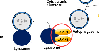 我的后半生——自噬