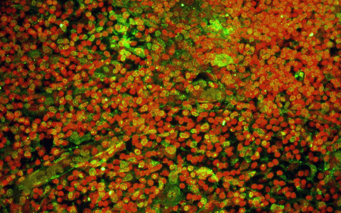 8-OHdG/8-oxo-dG抗体—特异性检测DNA中8-羟基脱氧鸟苷的单克隆抗体