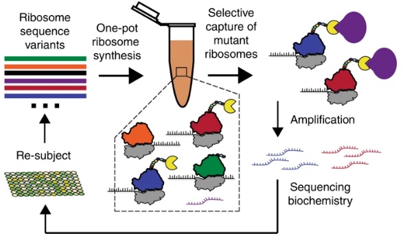 乔羽新闻：没有细胞，怎么养核糖体？