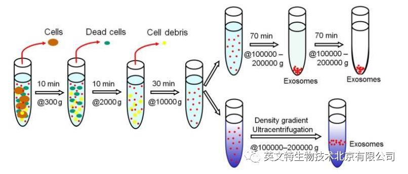 外泌体（Exosome）提取到底要选哪种方法？
