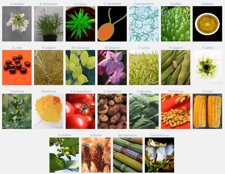 &nbsp;Agrisera的Rubisco抗体实验物种