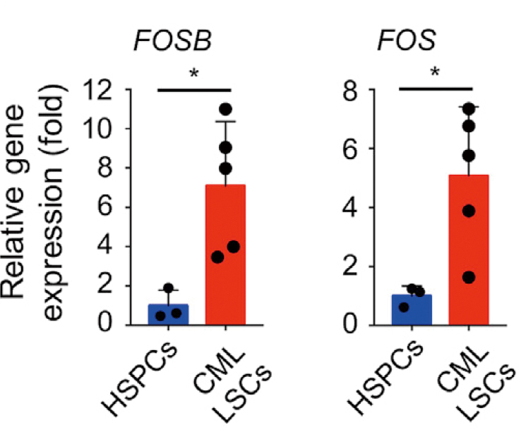 Bioss 文献 Cell 引用深度解析 | 清除白血病干细胞的药物有望被开发