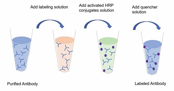 Abbkine全新抗体偶联服务，值得信赖！